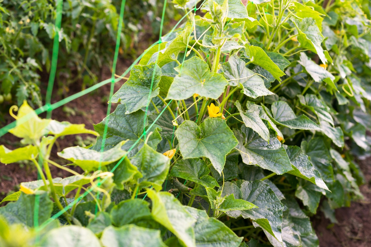 SIATKA PODPÓRKA DO ROŚLIN PNĄCYCH fasoli PODPORA DRABINKA NA OGÓRKI 4x40m Producent inna