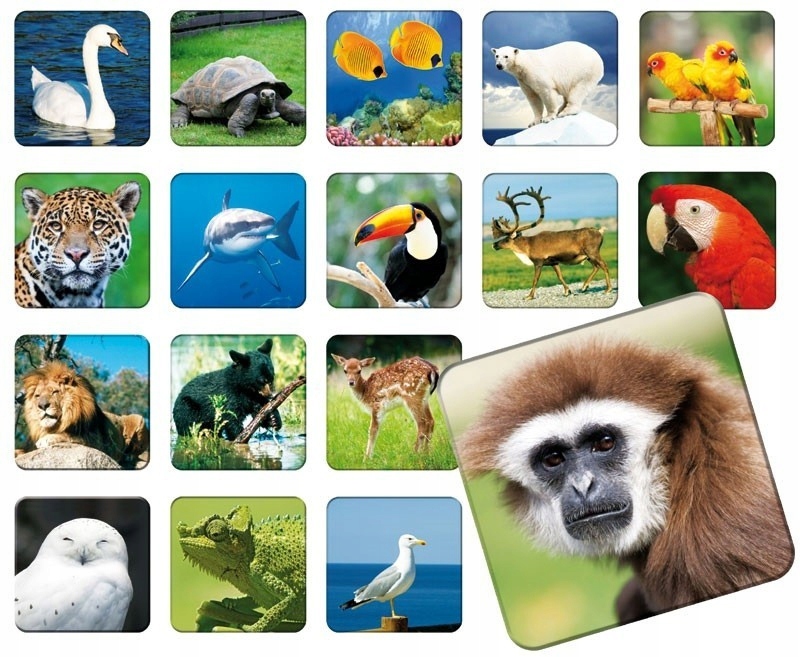 Gra EDUKACYJNA dla Dzieci Memory ZOO MEMO Pamięć Producent Adamigo