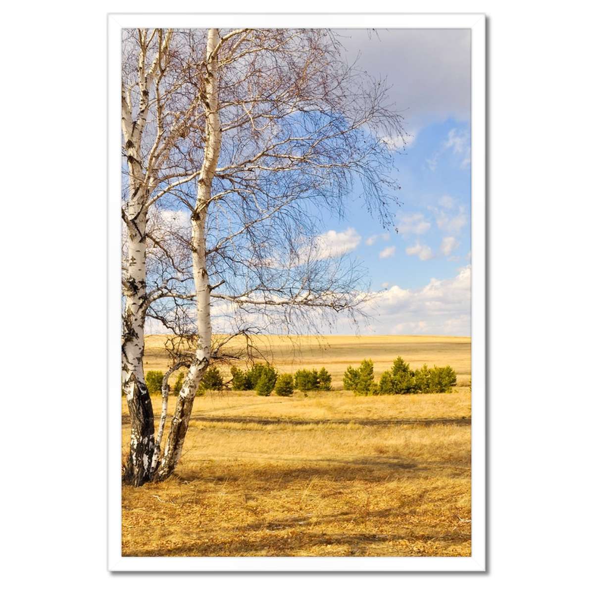 Plakáty v rámu 40x60 Bříza na poli Krajina