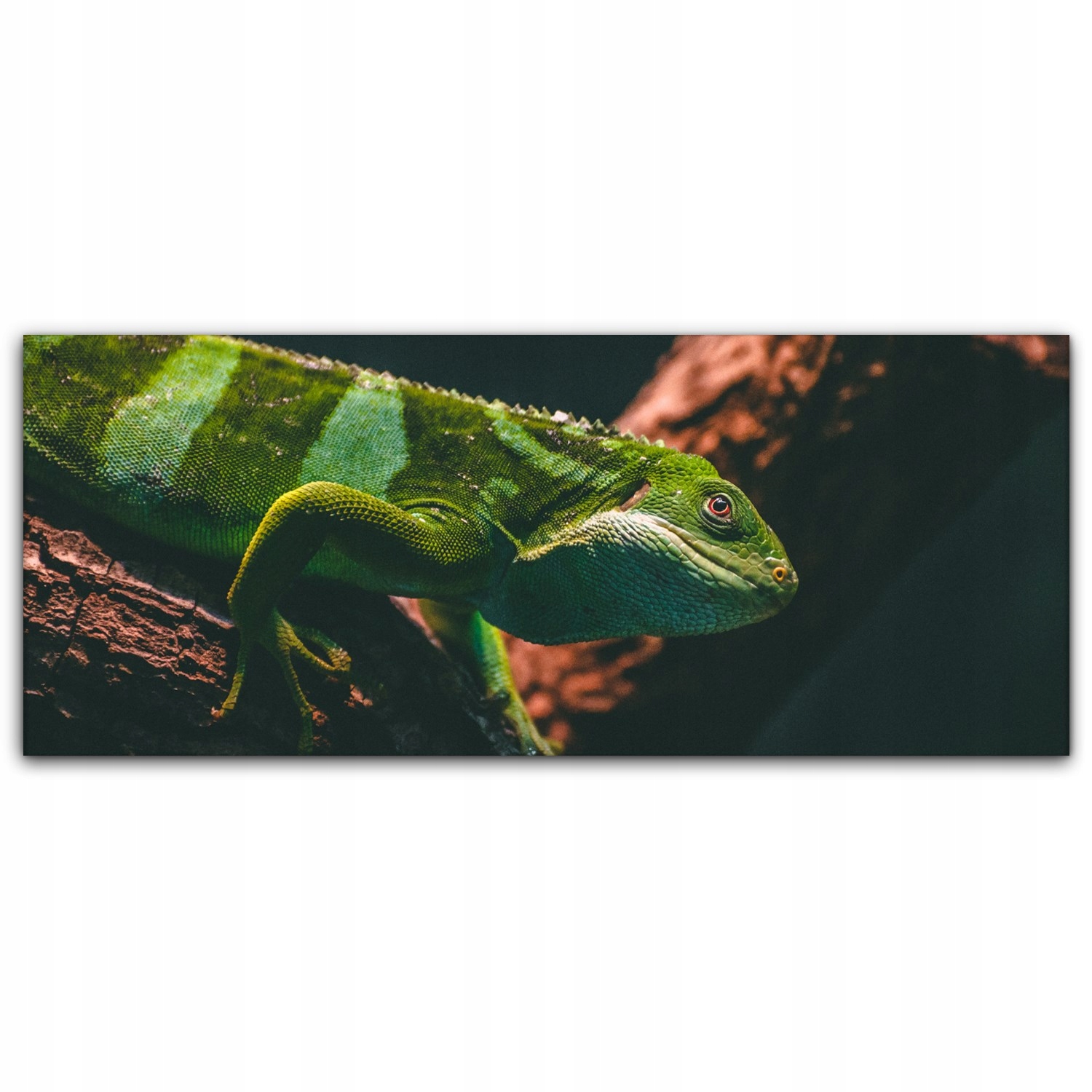 

Obraz płótno z foto 125x50 Iguana Zwierzę Natura
