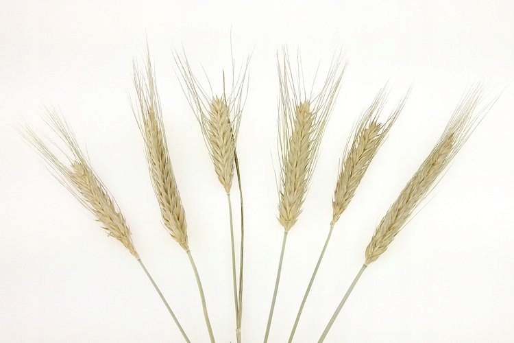 PSZENŻYTO NATURALNE zboże suszone susz krajowy Rodzaj trawy