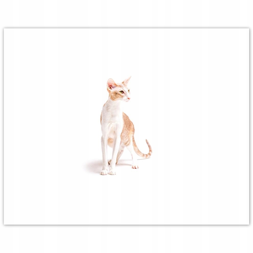 

Plakat 50x40 Kot Kotek Koty Kicia