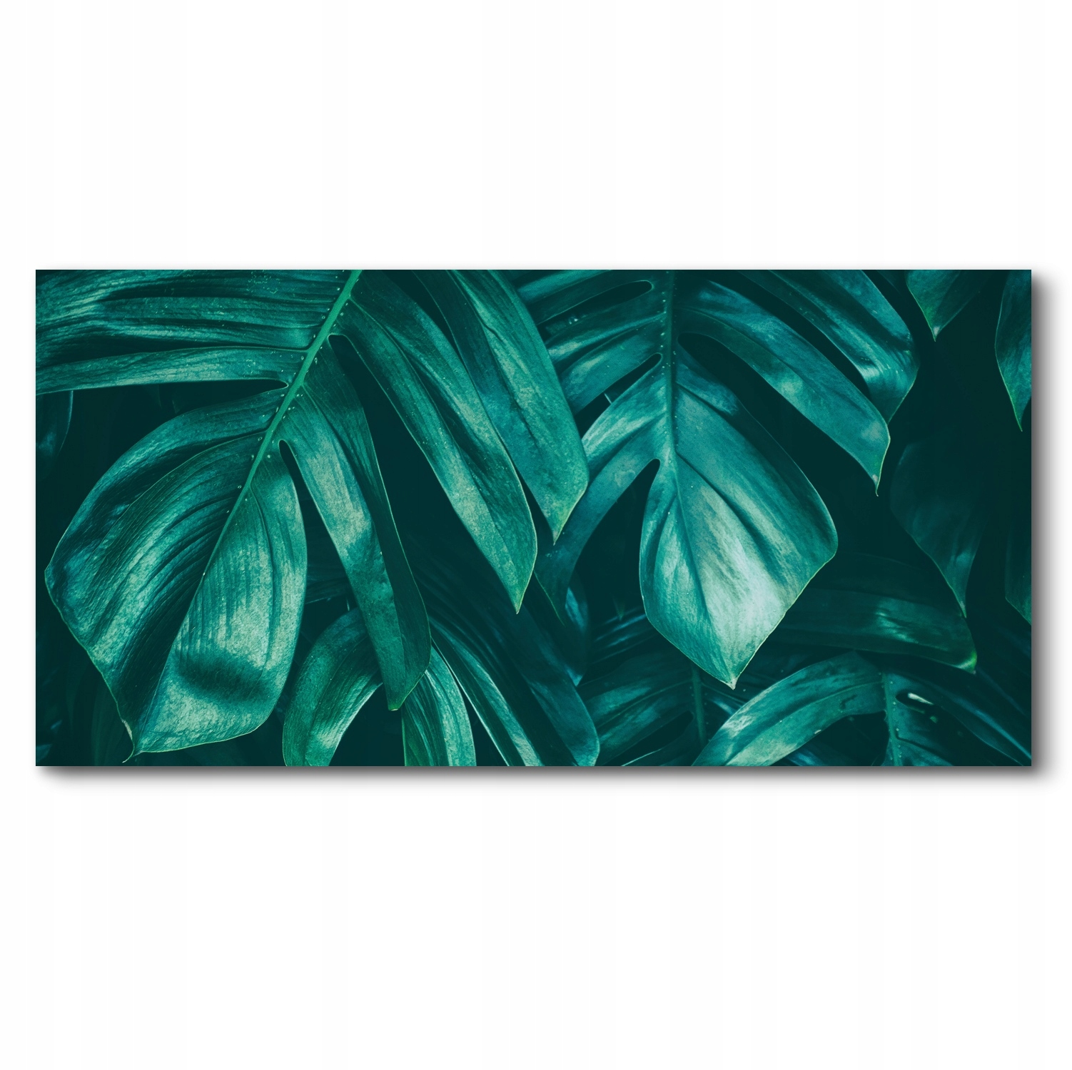 

do pokoju Canvas do salonu roślina monstera 140x70