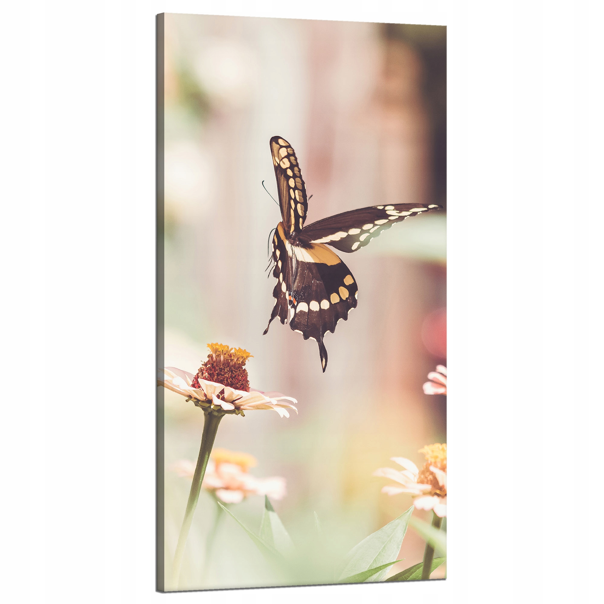 Obraz na plátně Příroda Hmyz Motýl Květiny Jaro Léto 60x120