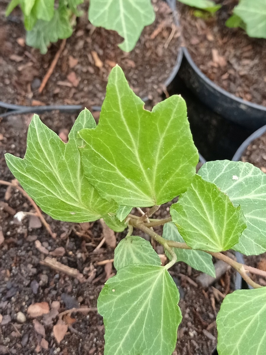 Bluszcz pospolity 'Green Ripple' (Hedera helix) - sadzonki 80 - 100 cm