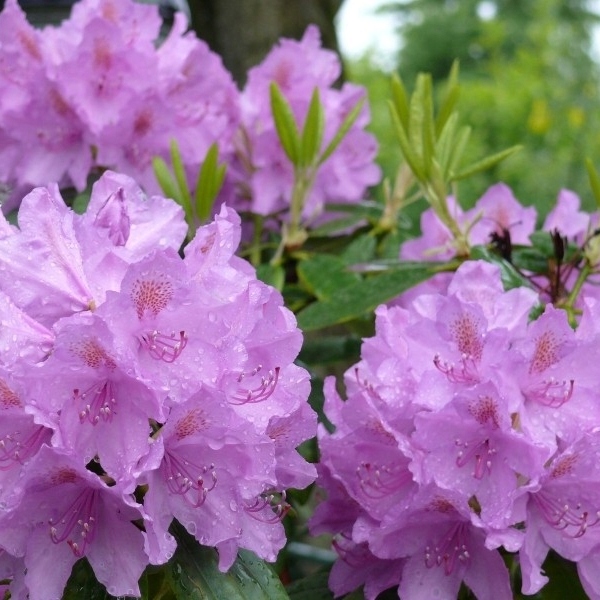 RODODENDRON RÓŻANECZNIK ROSEUM ELEGANS LILIOWY JASNO RÓŻOWY SADZONKA P9