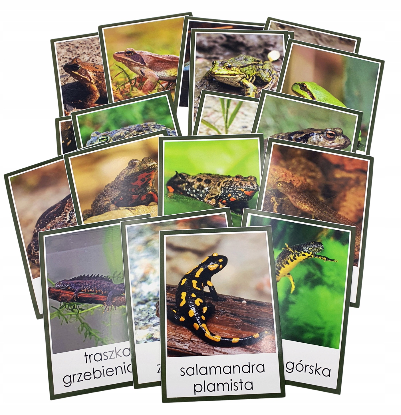 Plansze demonstracyjne edukacyjne - PŁAZY POLSKI - A5 Montessori