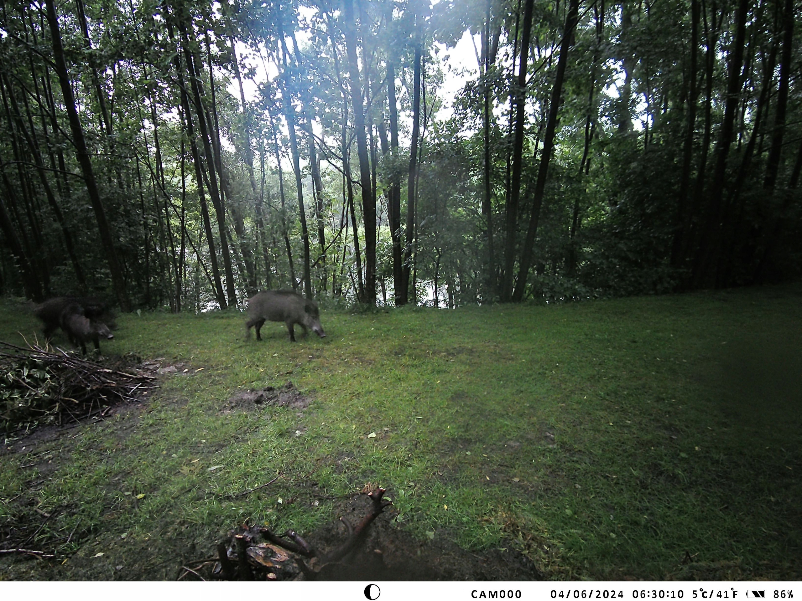 Fotopułapka Gsm Kamera leśna sim Podgląd na żywo HC-950Pro Chmura Liczba diod podczerwieni 6