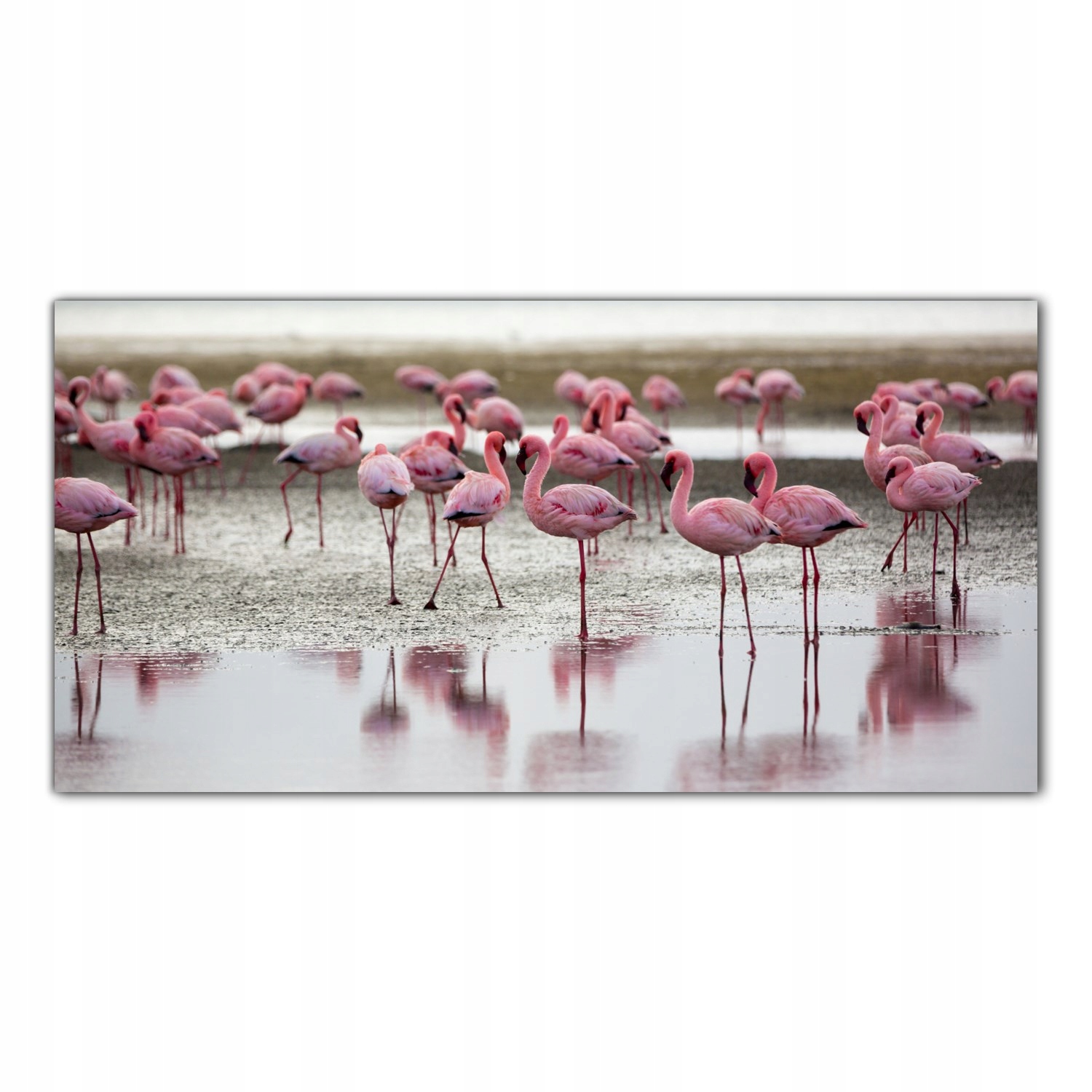 

Obraz na szkle Foto Flamingi Ptak Zwierzęta 120x60