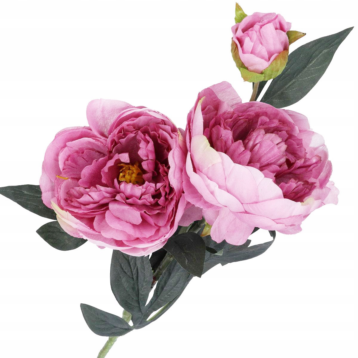 

Piwonia Peonia Duża Gałązka Gałązki Kwiaty Premium