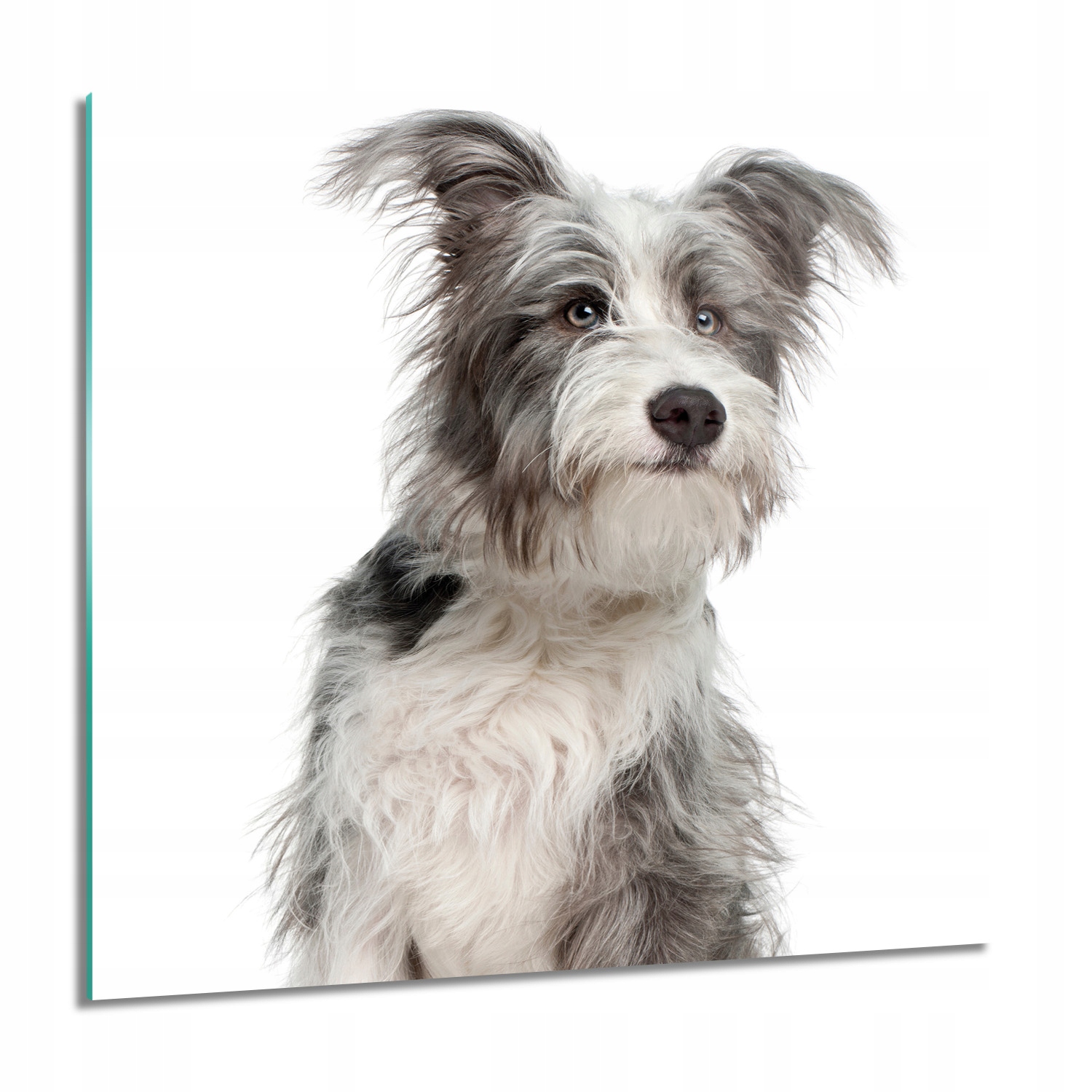 

Pies szczeniak Obraz szklany ścienny 60x60 grafika