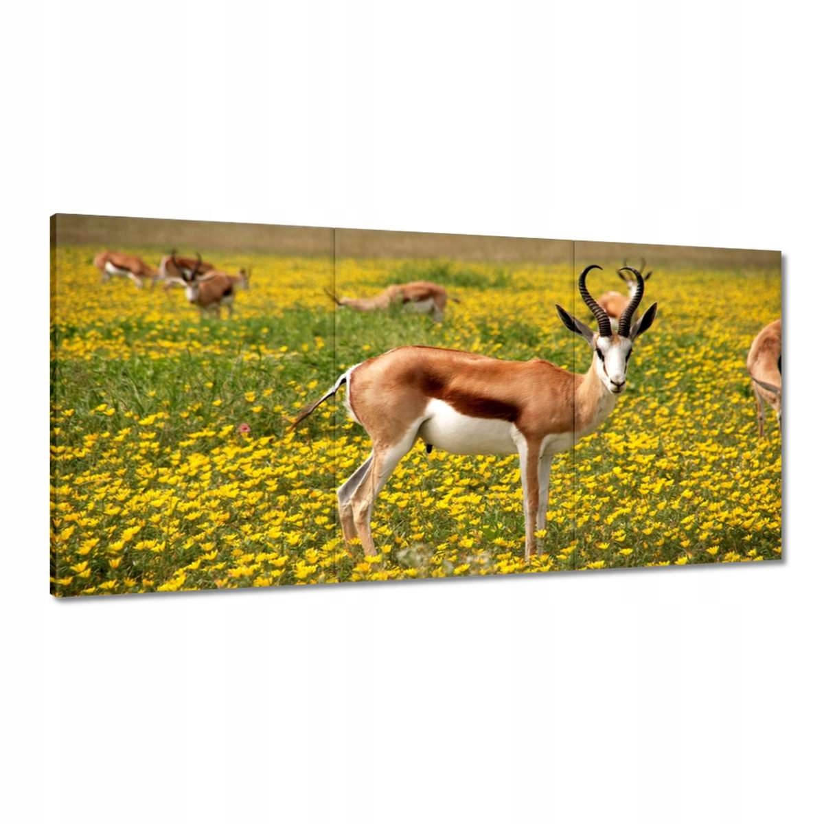 Obrazy 180x90 Antilopa medzi kvetmi
