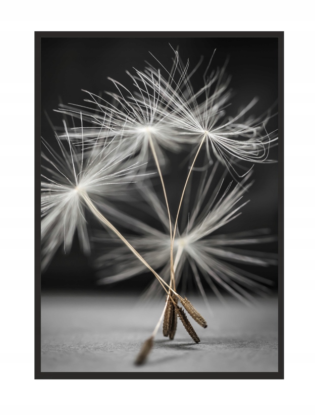 

Obraz, Plakat W Ramie 53x73 cm Dmuchawiec P521