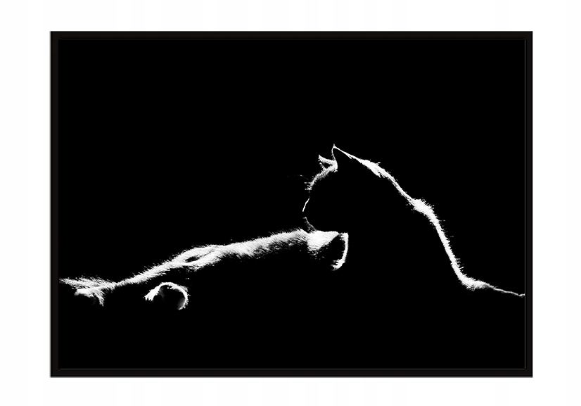 OBRAZ PLAKAT W RAMIE 53x73 cm Kot P1463