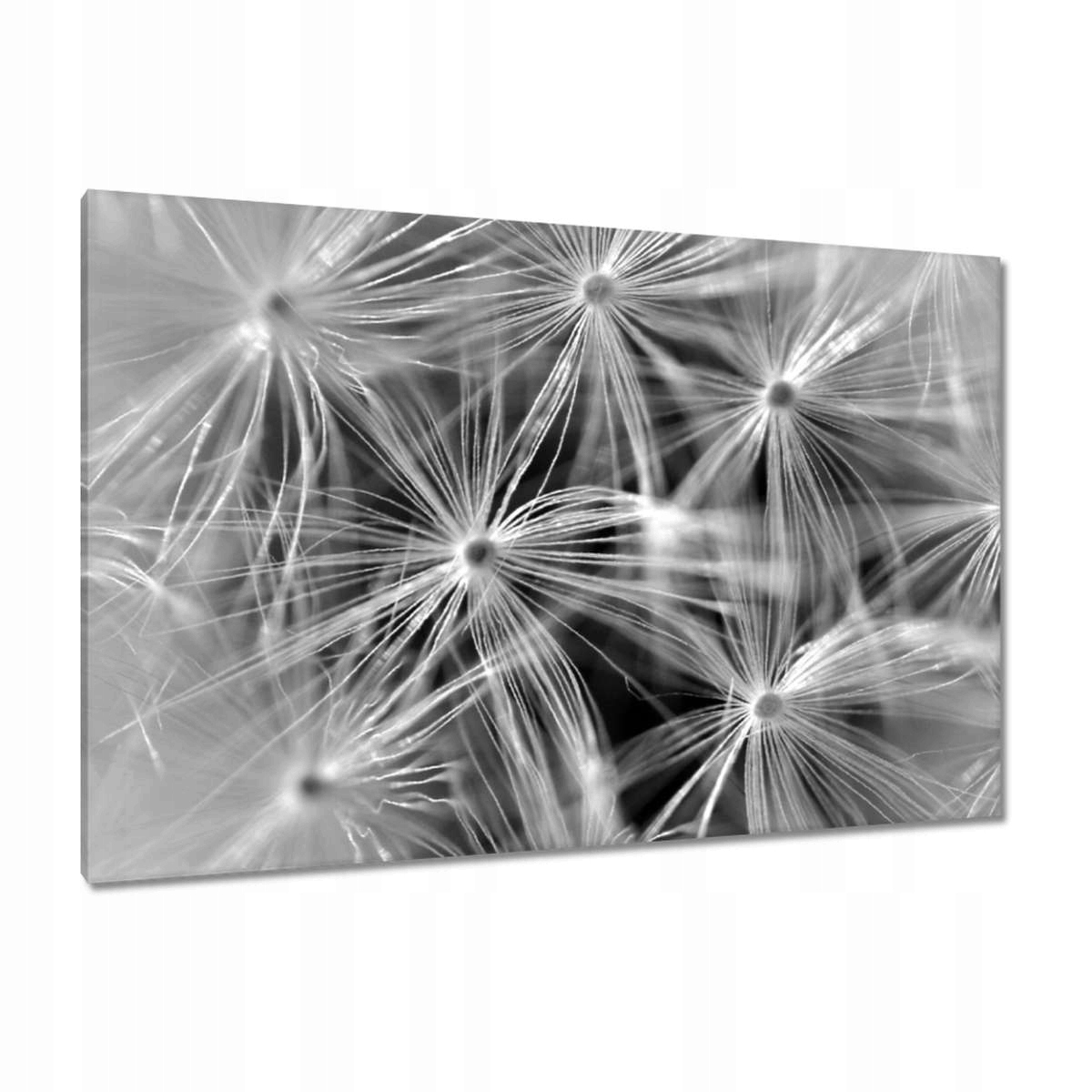 Obrazy 120x80 Pampeliška Květ Květiny