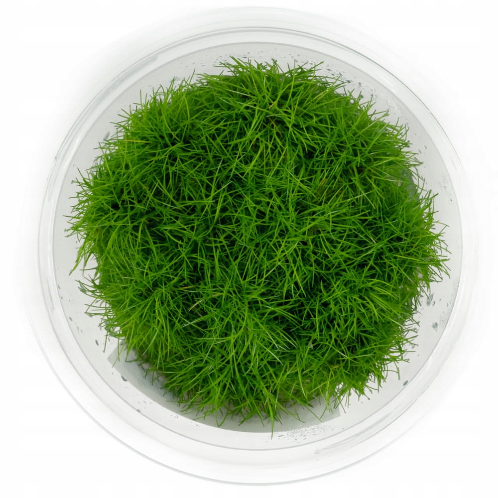Eleocharis Parvula Sitowie kubek 10cm In Vitro