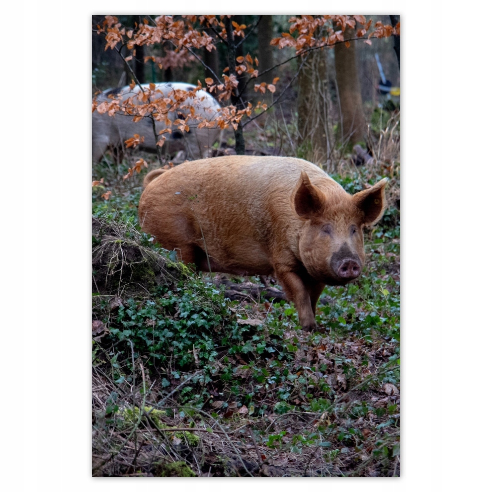 

Plakaty 62x93 Zwierzęta Zwierzątka