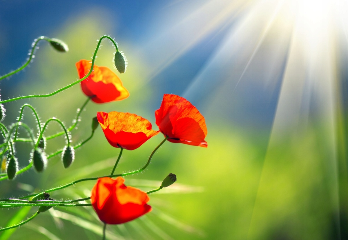 

Fototapeta Flizelinowa Słońce i Maki - 152x104