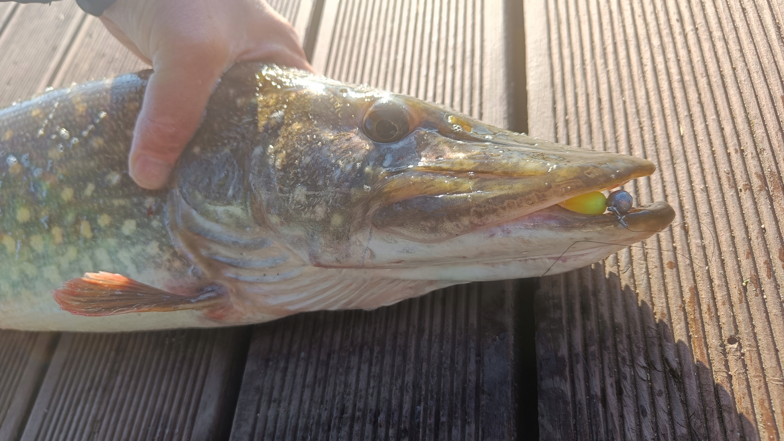 SEWRO SNAKE 7 color 04 SELEDYN Marka Sewro