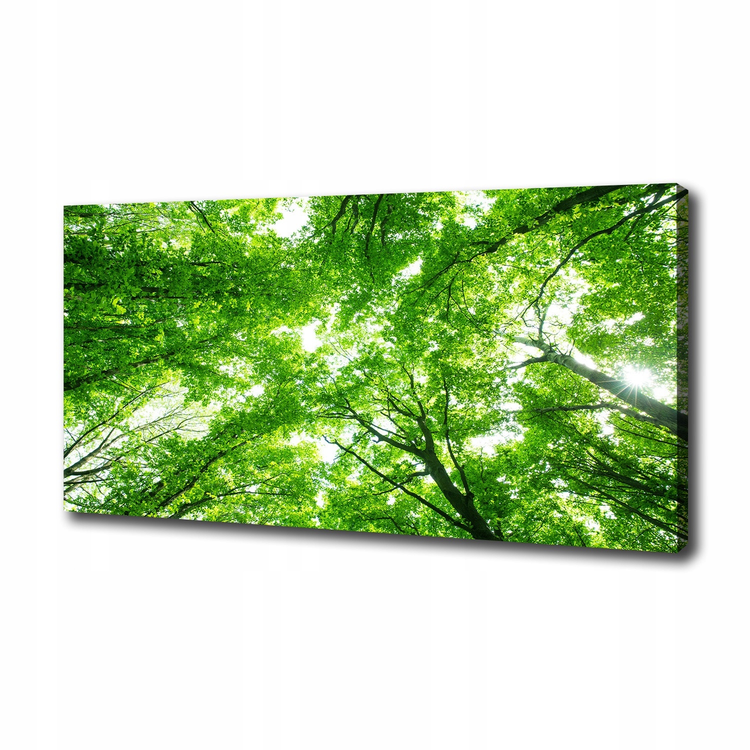 

Foto obraz canvas na ścianę Zielony las 100x50 cm