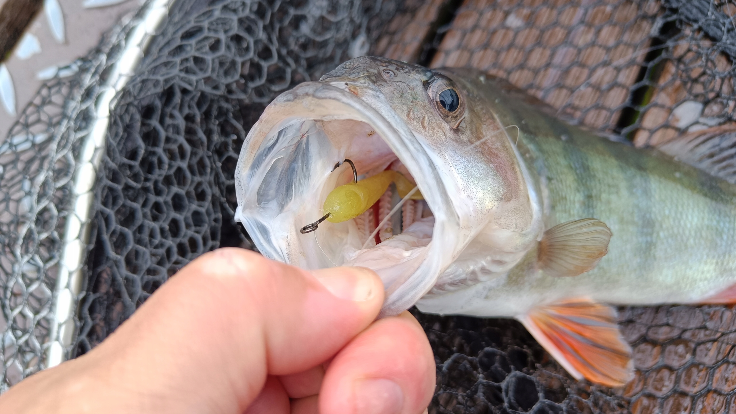 SEWRO SNAKE 5 color 10 MURKY OLIVE Rozmiar haczyka 4