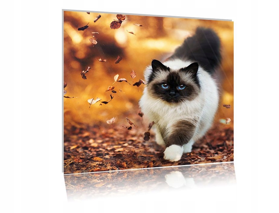 

Obraz szklany na szkle Kot 08 30x30