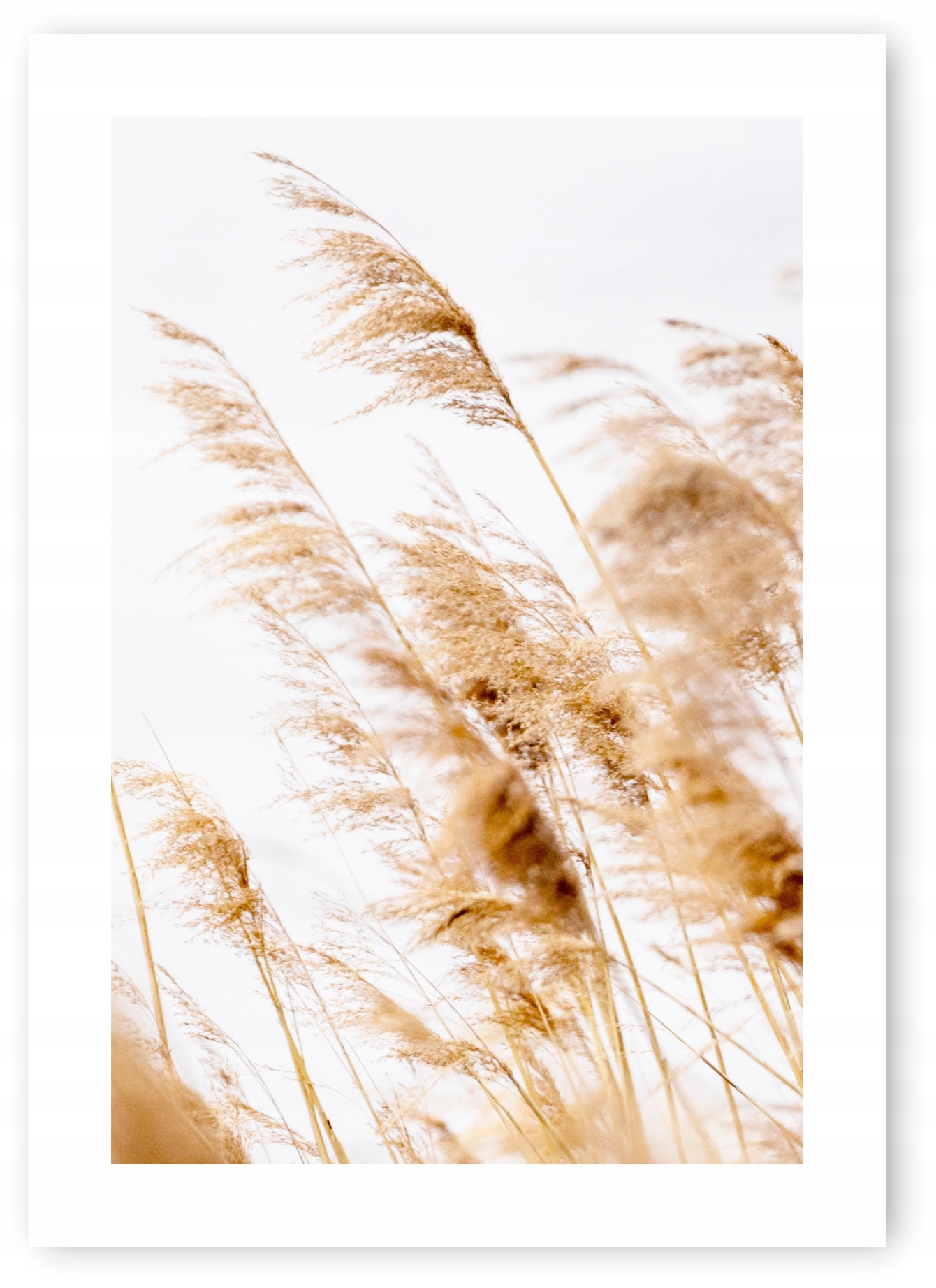 

Boho Trawy brąz plakat obraz B2 50x70cm #20 O