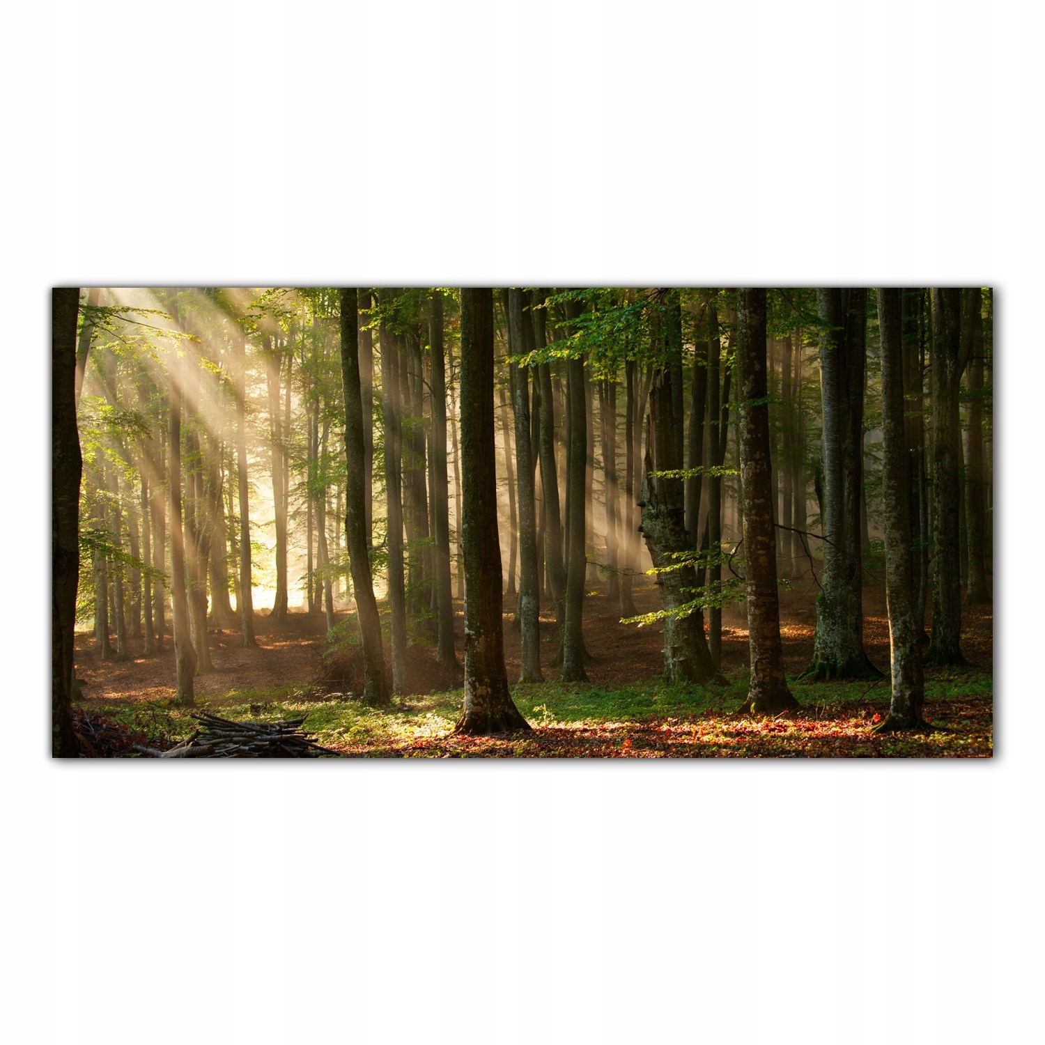 Podzimní les Stromy 100x50 Skleněný panel do kuchyně