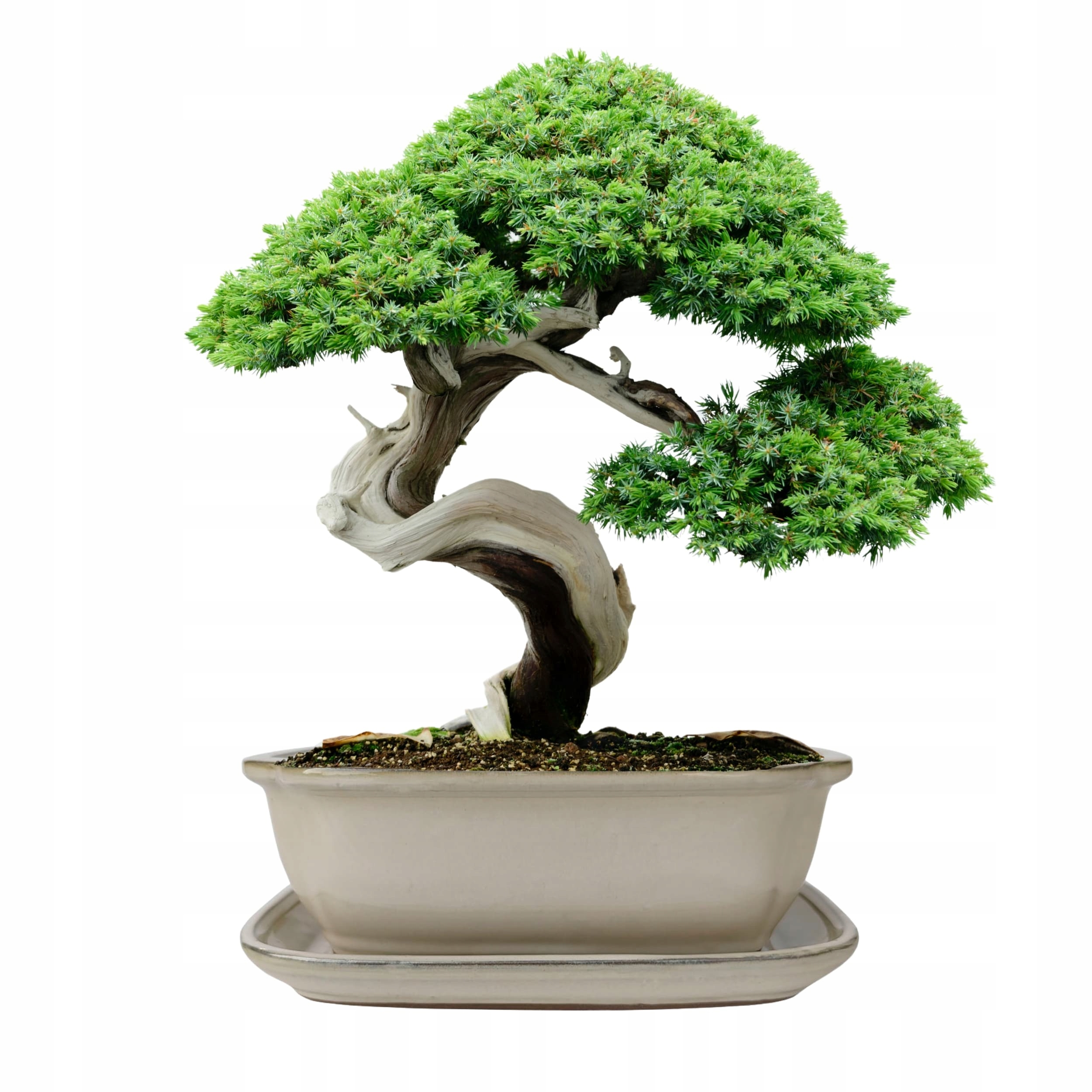 Donica bonsai z podstawką ceramiczna szkliwiona kremowa H:10x21x26,2cm