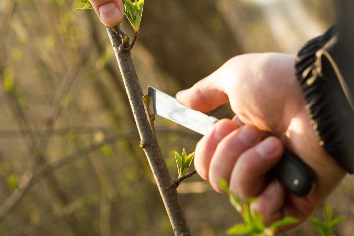 Nóż ogrodowy Cellfast 40-262 - okulizak Kod producenta 40-262