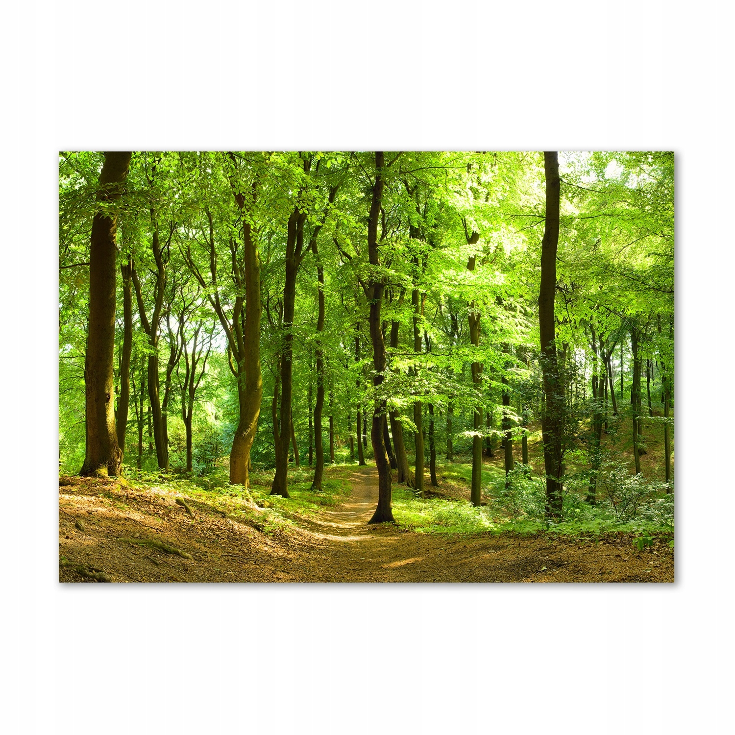 

Foto obraz szkło akrylowy Leśna ścieżka 100x70 cm