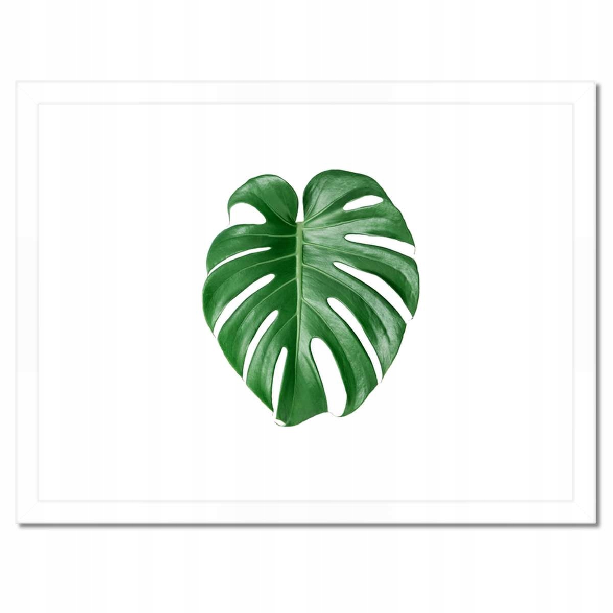 Plakáty v rámu 40x30 Monstera děravý list