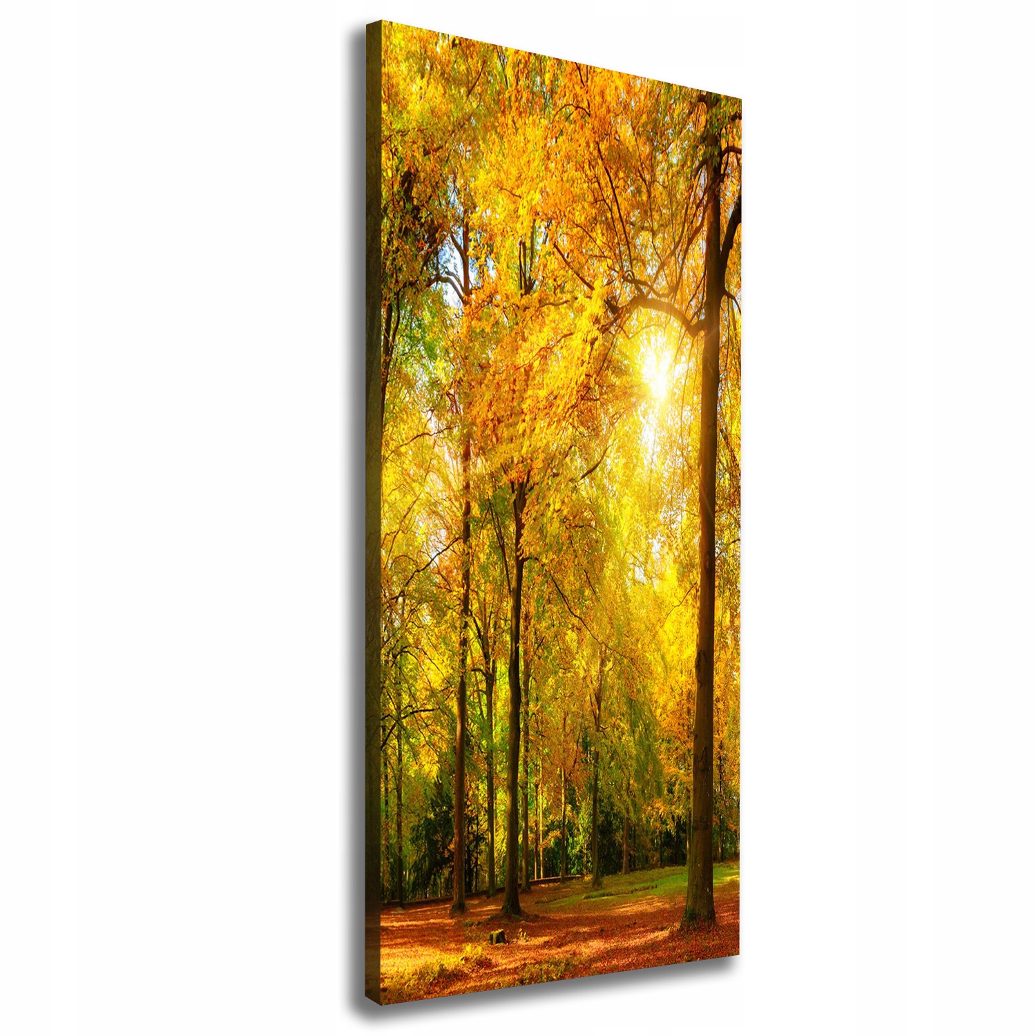 

Foto obraz canvas do salonu Las jesienią 50x125