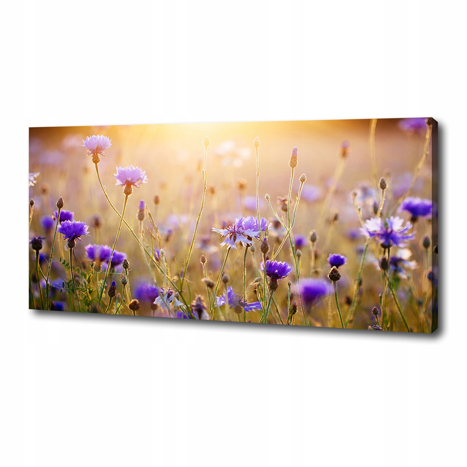 

Foto obraz duży na płótnie Polne kwiaty 125x50 cm