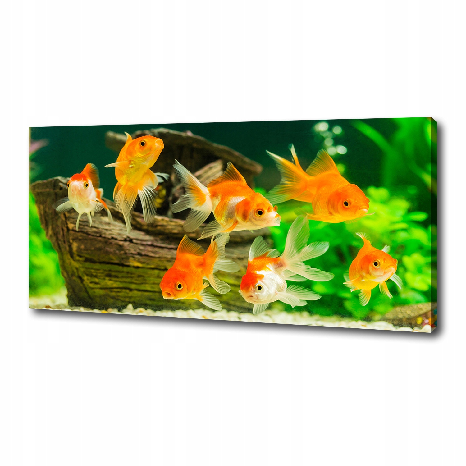 

Foto obraz canvas na ścianę Złote rybki 125x50 cm