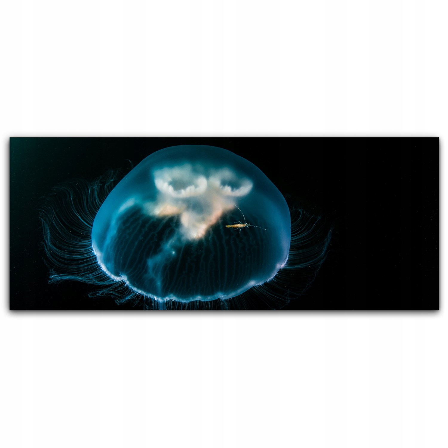 

Obraz na płótnie z foto 125x50 Meduza Ocean Woda