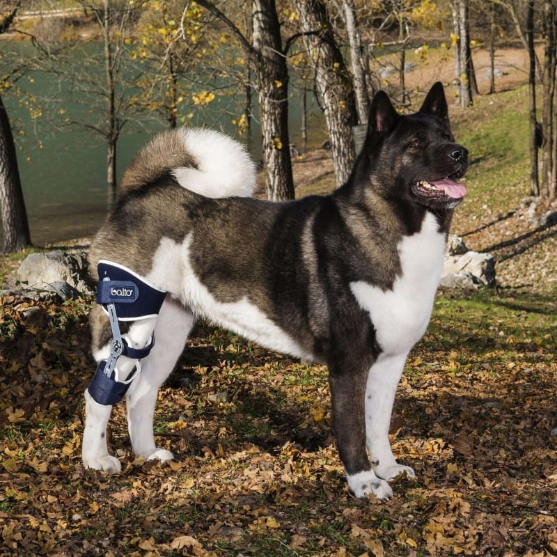 Levně Nastavitelná kolenní ortéza levá Ligatek Balto [velikost L]
