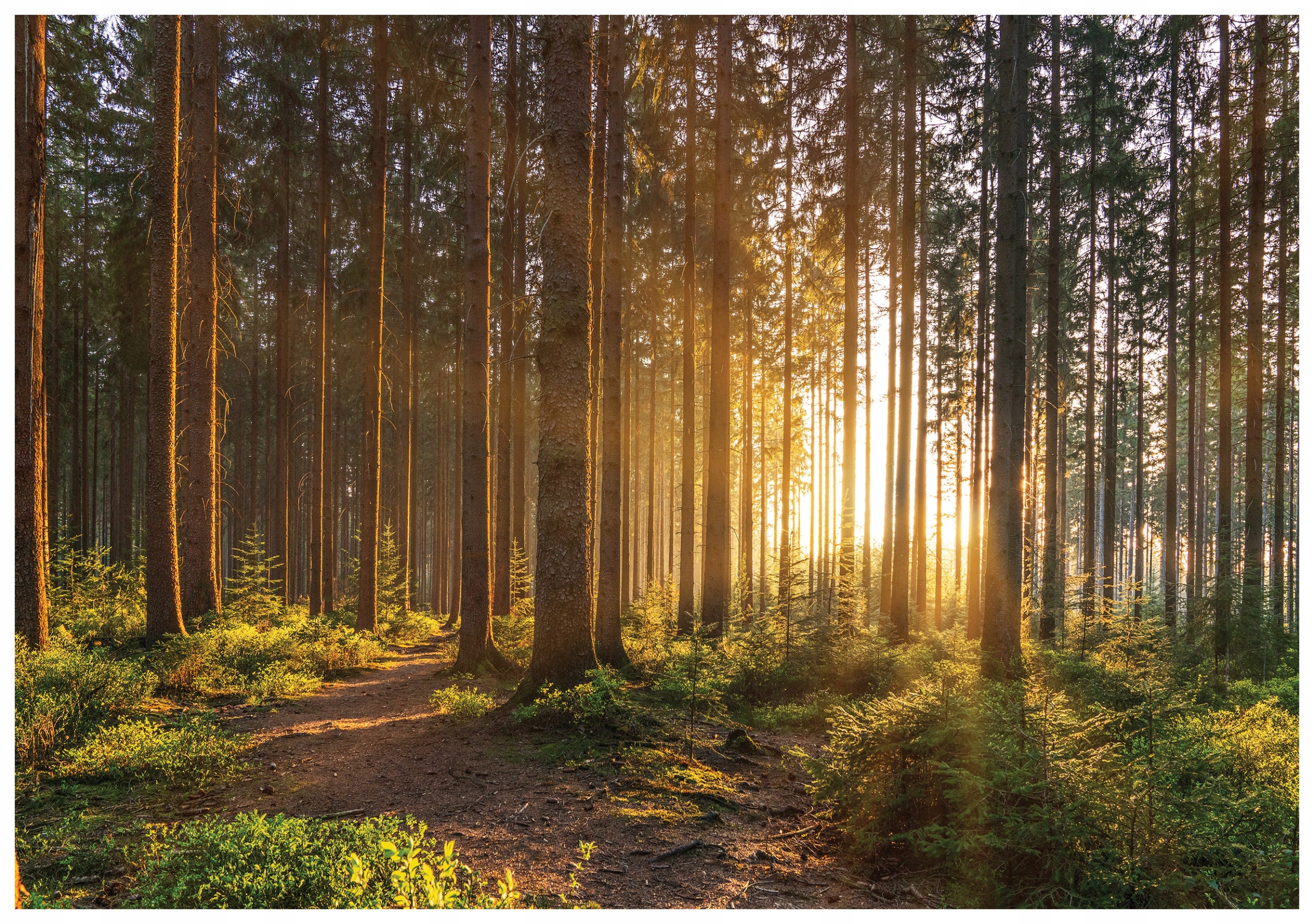 Fototapeta Lesná cesta za slnečného rána so zeleňou 368x254 lepidlo