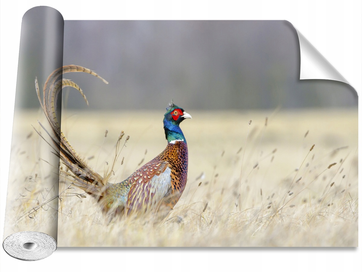 

Tapeta Samoprzylepna MagicStick Bażant 416x254