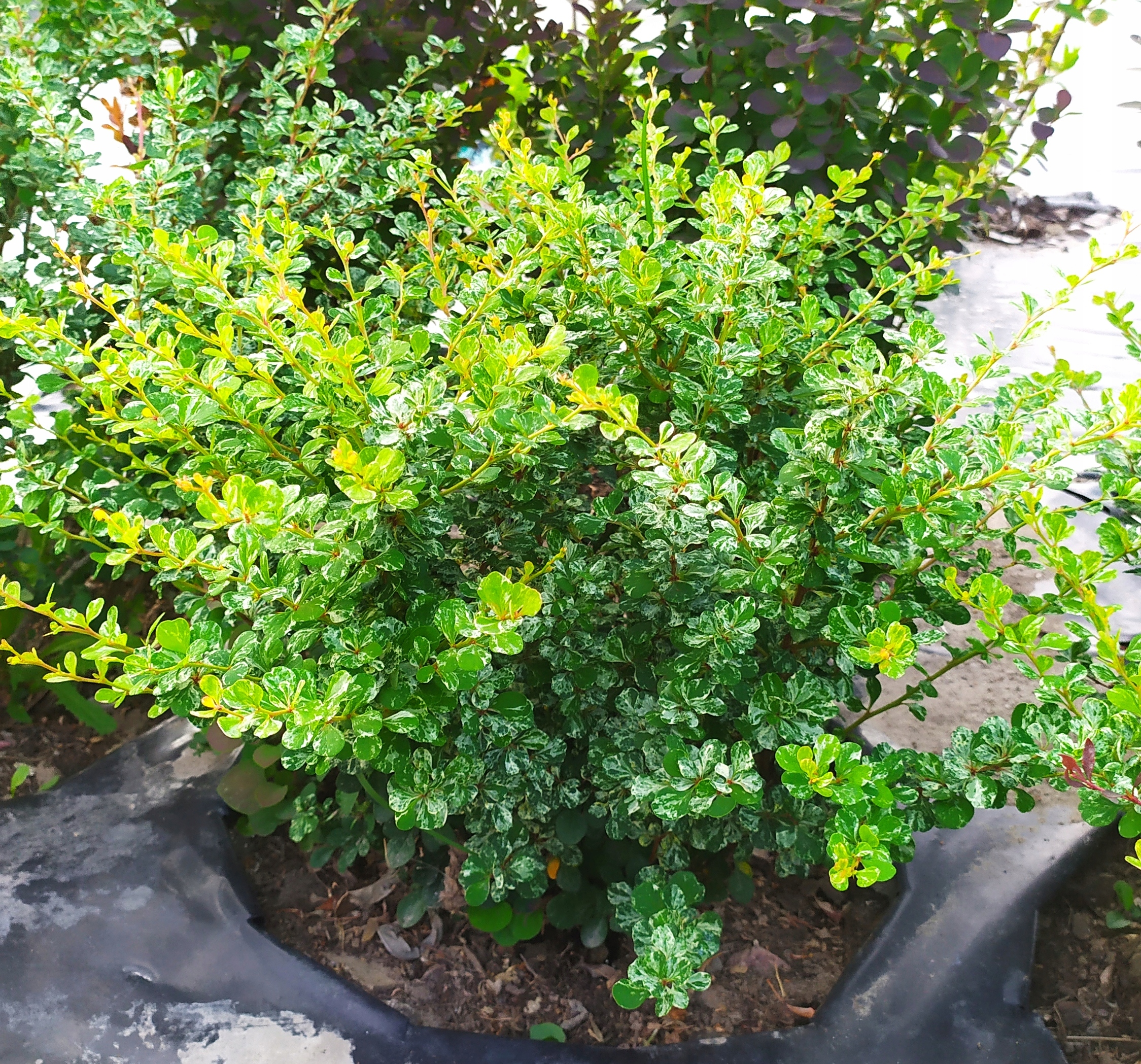 BERBERYS KELLERIS (23b) - 3 l