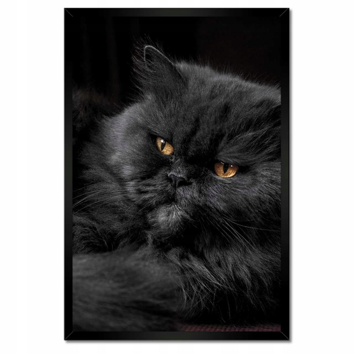Plakáty v rámu 40x60 Kočička Kočky Kicia