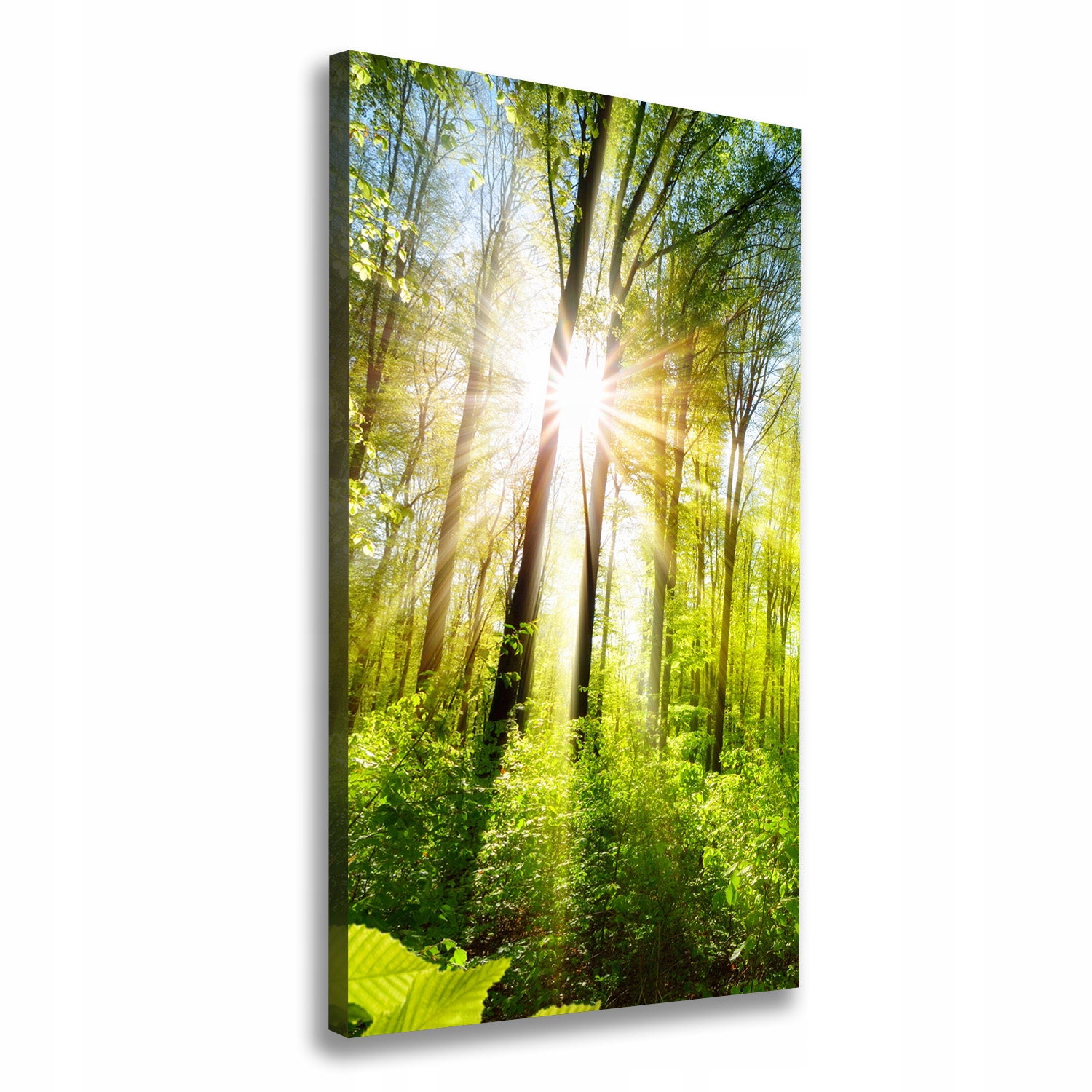 

Foto obraz na płótnie Słońce w lesie 50x100 cm