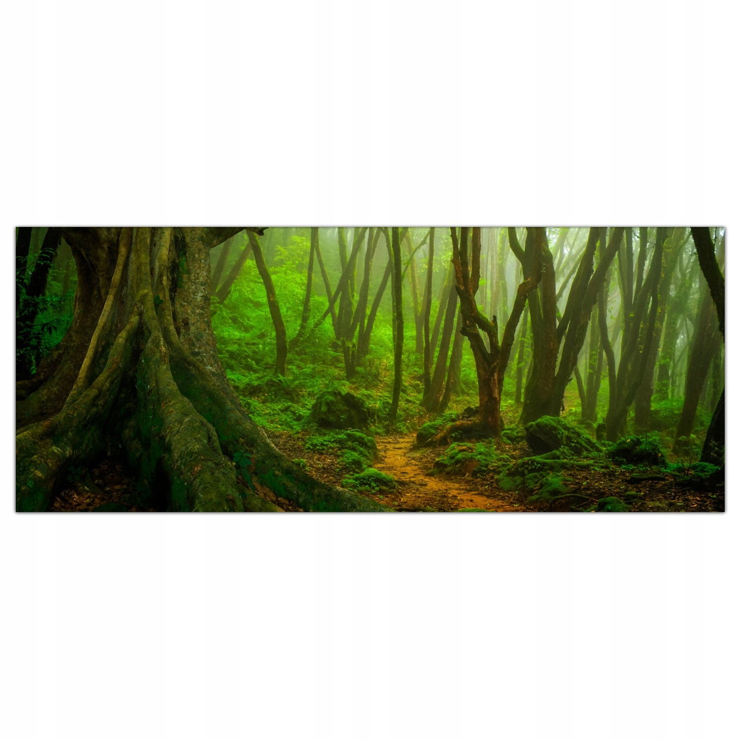 

Obraz Szklany Foto-obraz Dżungla Krajobraz 125x50