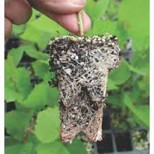 

Perlit Hydroponika Ukorzeniacz Roślin Podłoże 5L