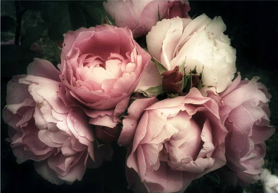 

Fototapeta Peonie Kwiaty Salon Sypialnia 420x280