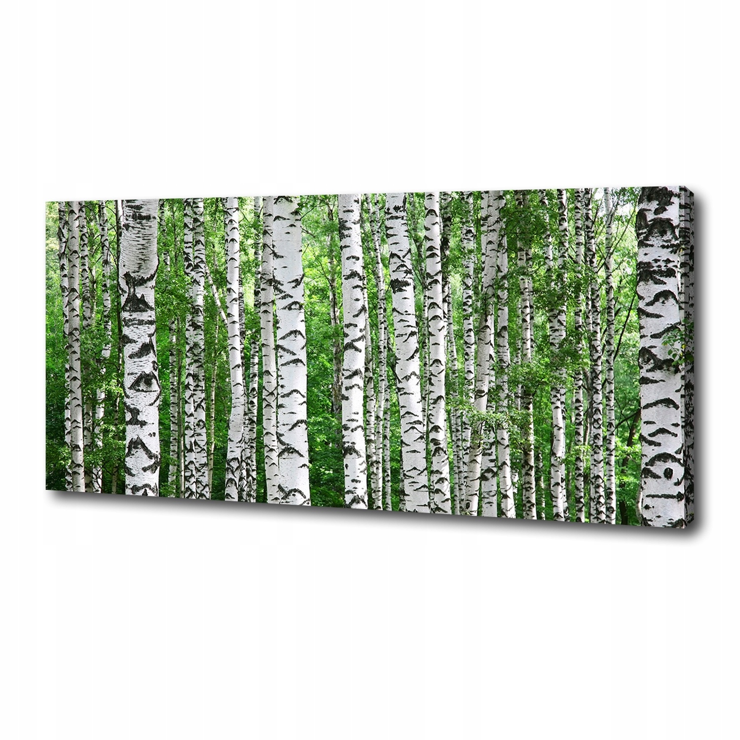 

Foto obraz duży canvas na ścianę Brzozy 125x50 cm