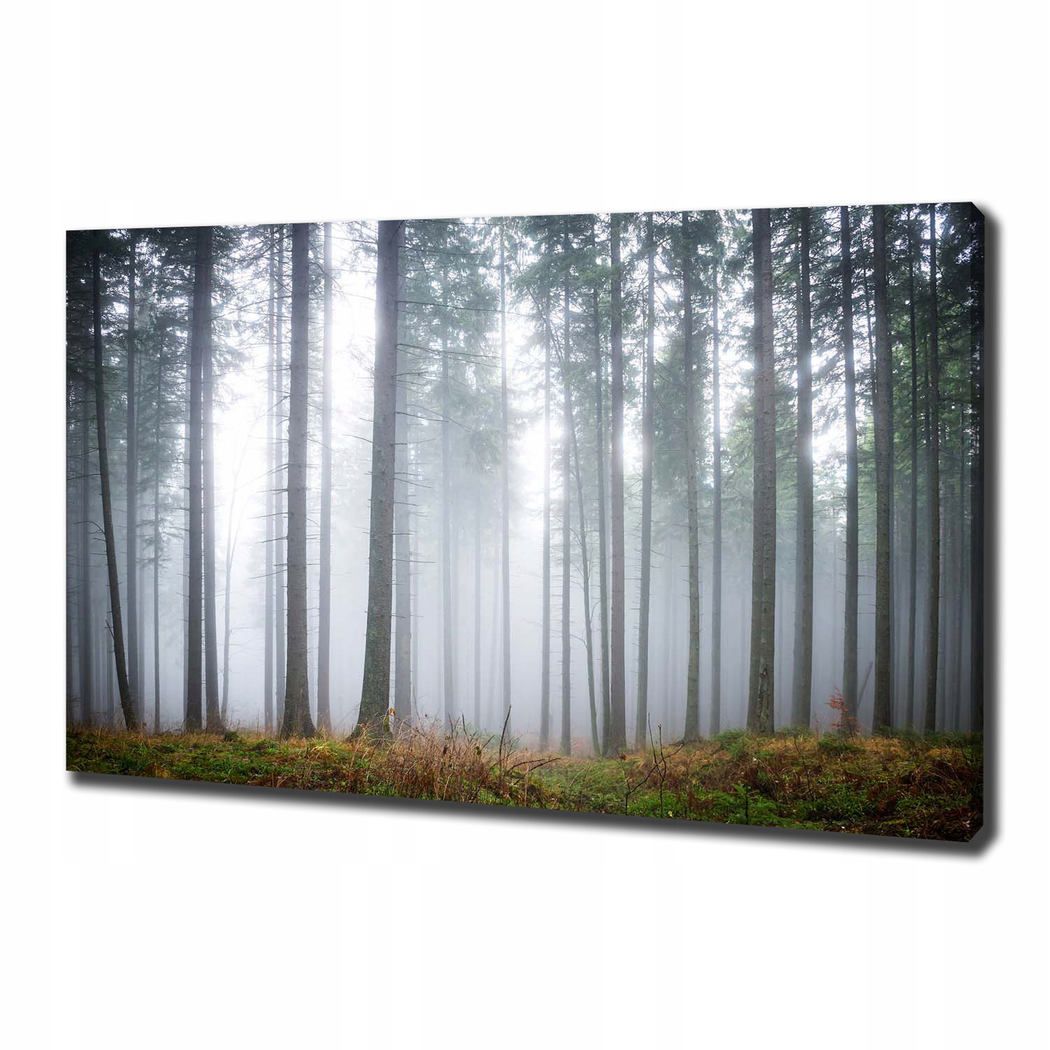 

Duży foto obraz na płótnie Mgła w lesie 100x70 cm