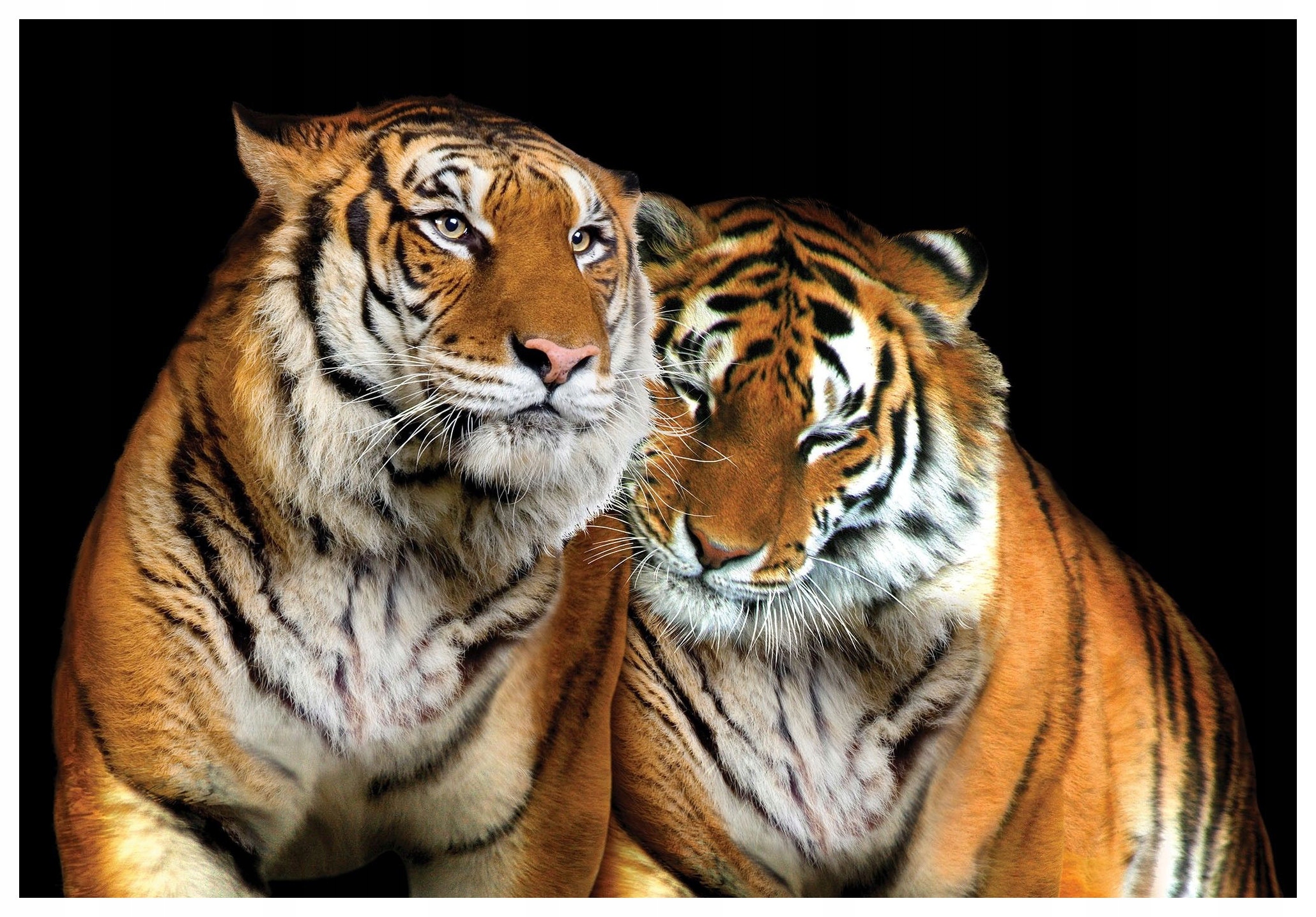 Fototapeta Tygři na černém pozadí síla a klid vinylová 208x146 lepidlo