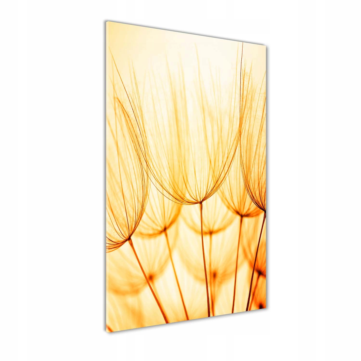 

Foto obraz akrylowy Nasiona dmuchawca 70x140 cm