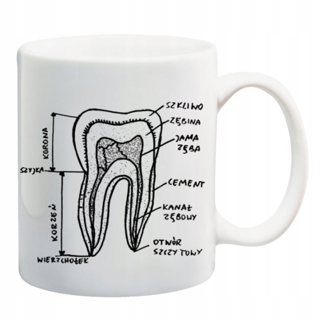 

Kubek budowa zęba ząb dentysta stomatolog